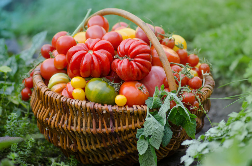 Die besten Tomatensorten und wie man sie verwendet